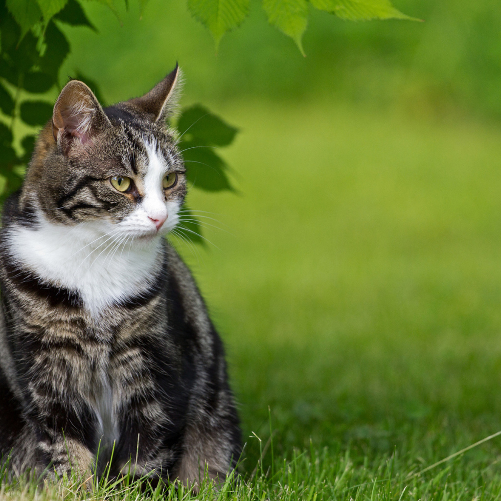 Кот с белой грудкой