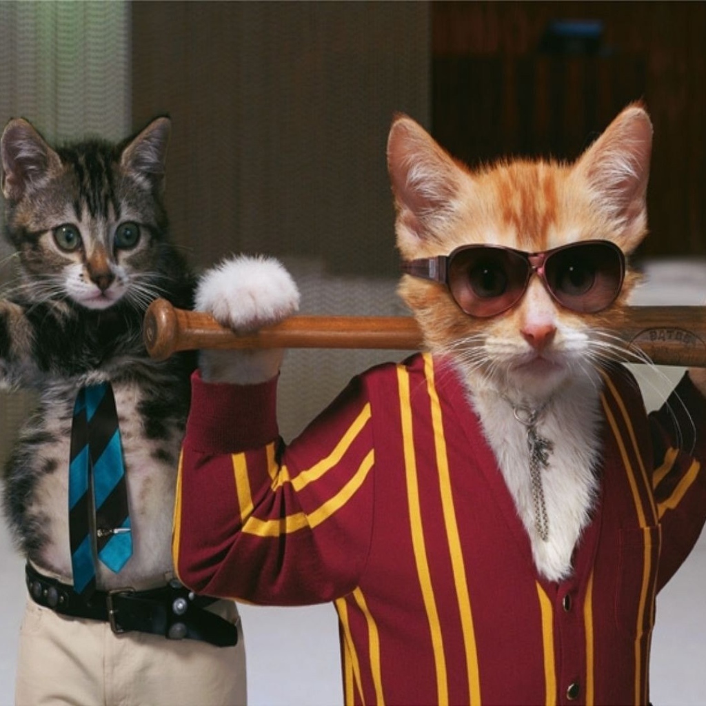 Коты с битами