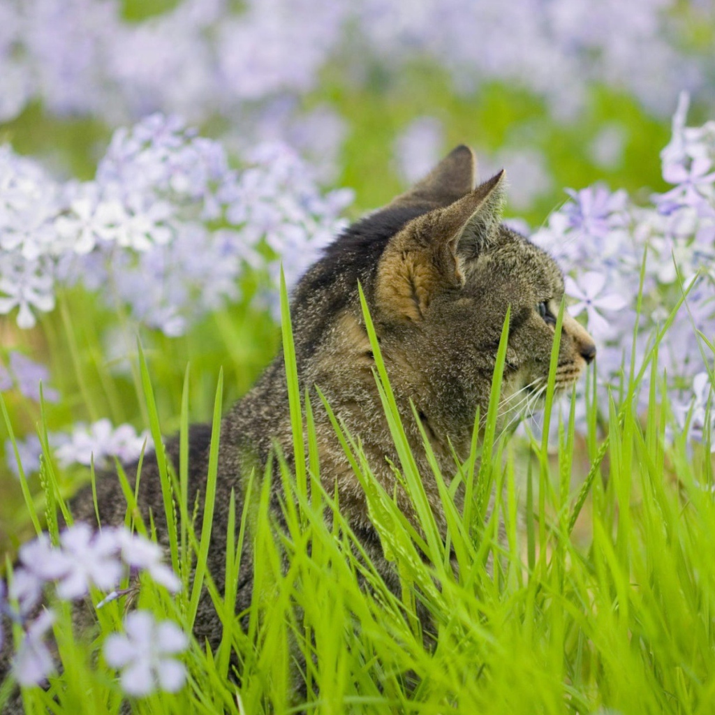 Серый кот в цветах