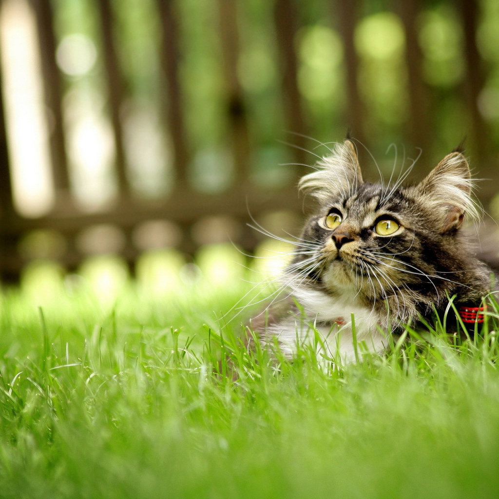 Серый кот лежит на траве