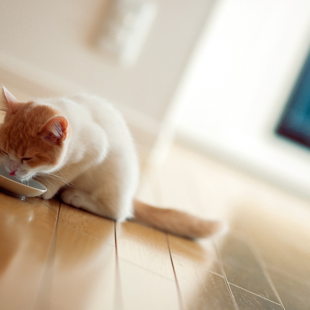 Котенок пьет молоко