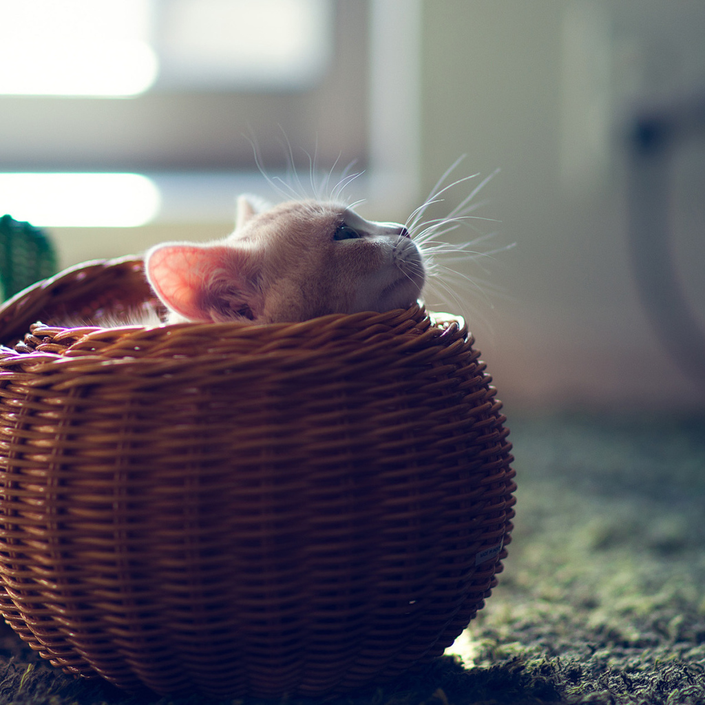 Котенок в круглой корзине
