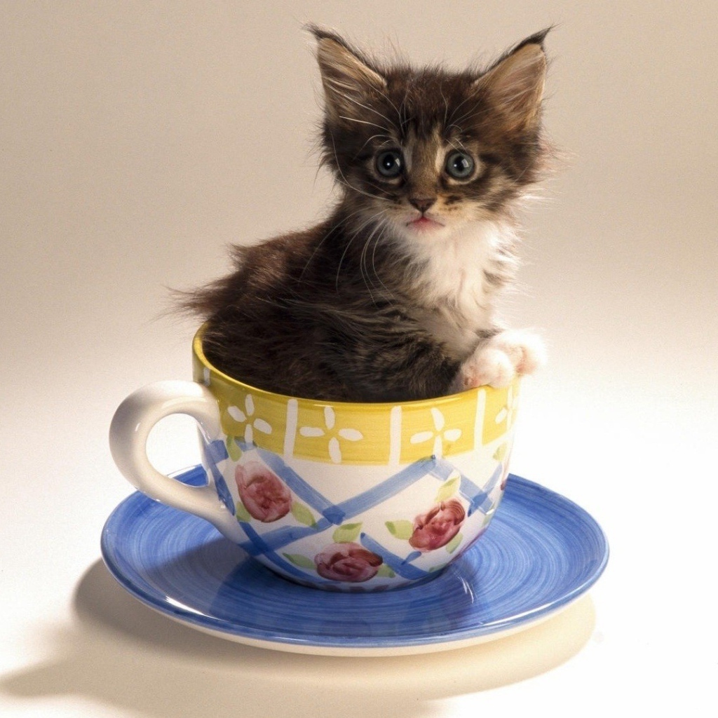 	   Kitten in a tea Cup