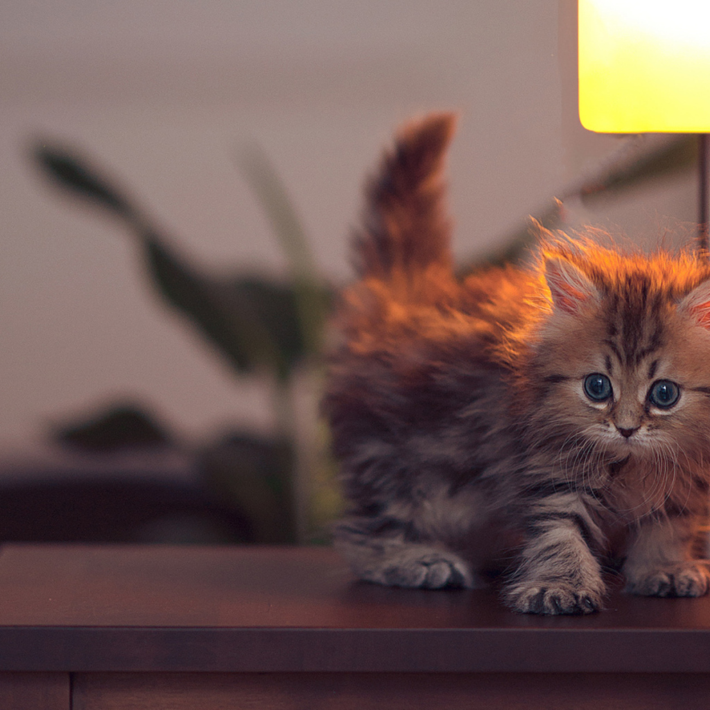 Котенок около лампы