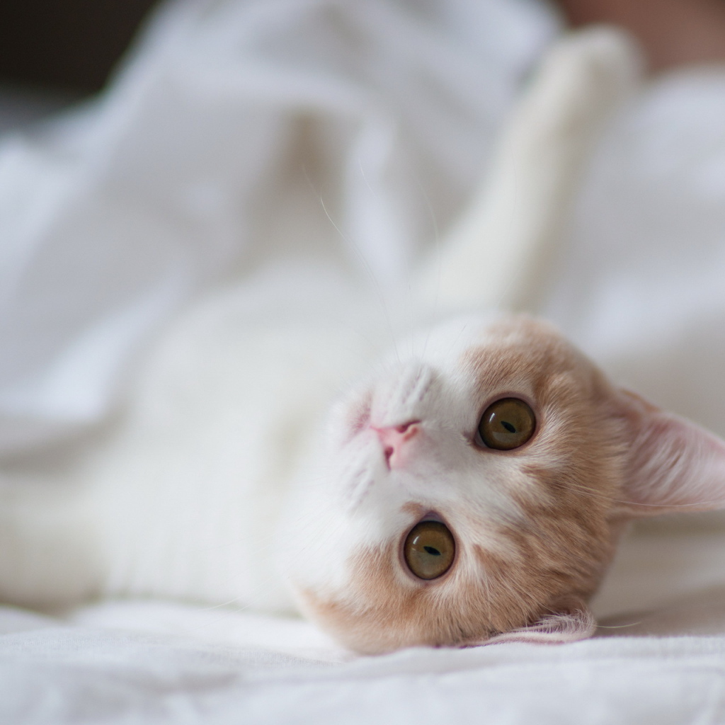 Котенок на белой постели