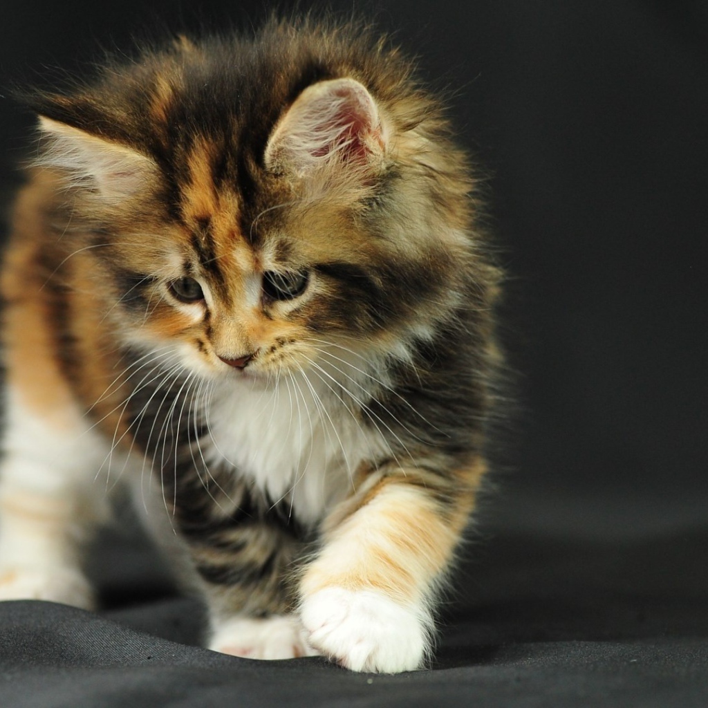 Котенок на черной ткани