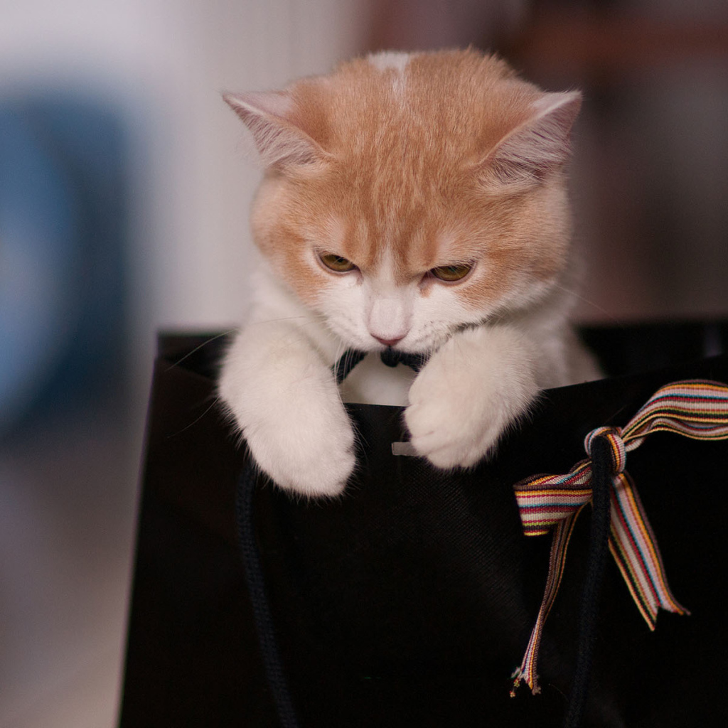 Котенок в пакете с бантом