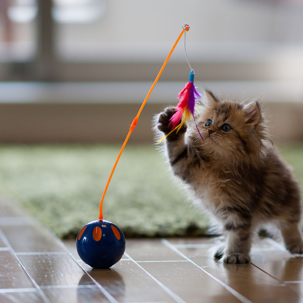 Котенок играет с перьями