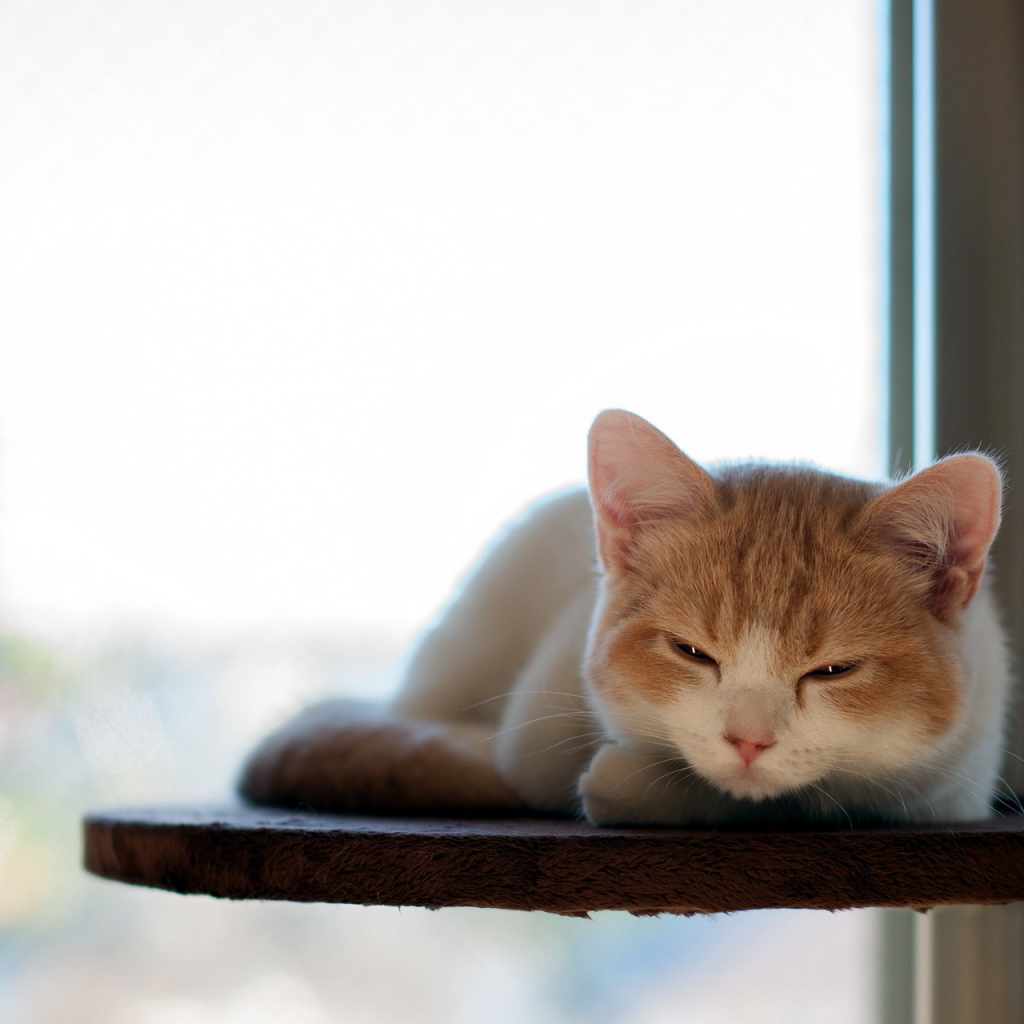 Котенок отдыхает на полке