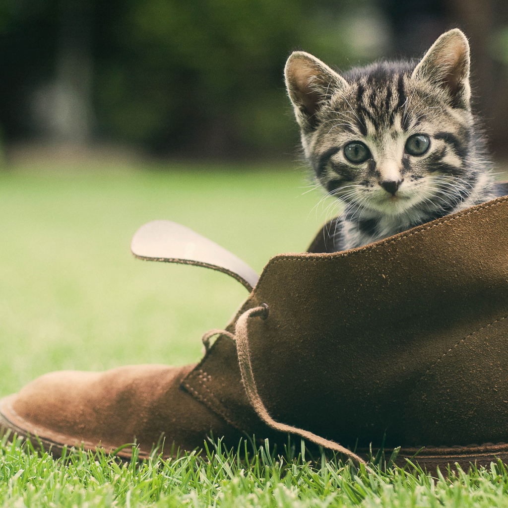 Котенок сидит в ботинке