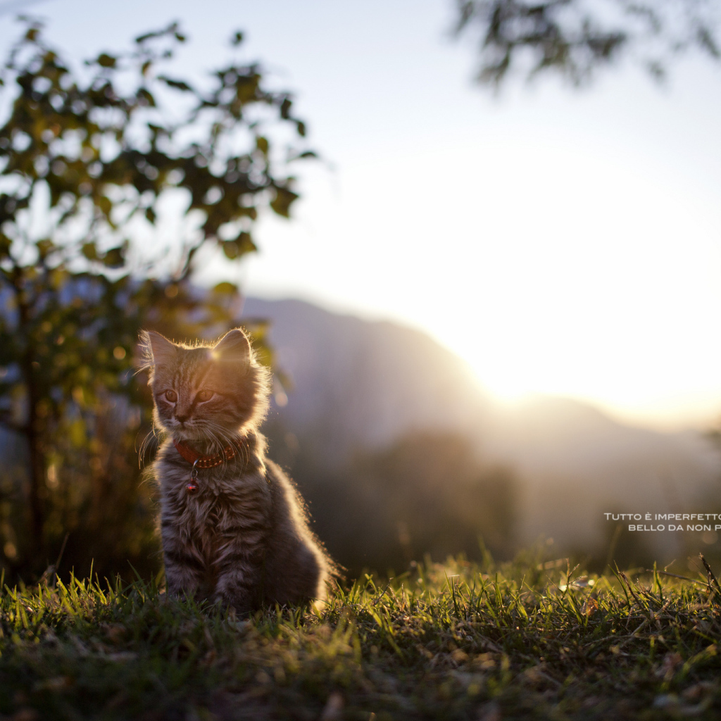 Котенок сидит на траве