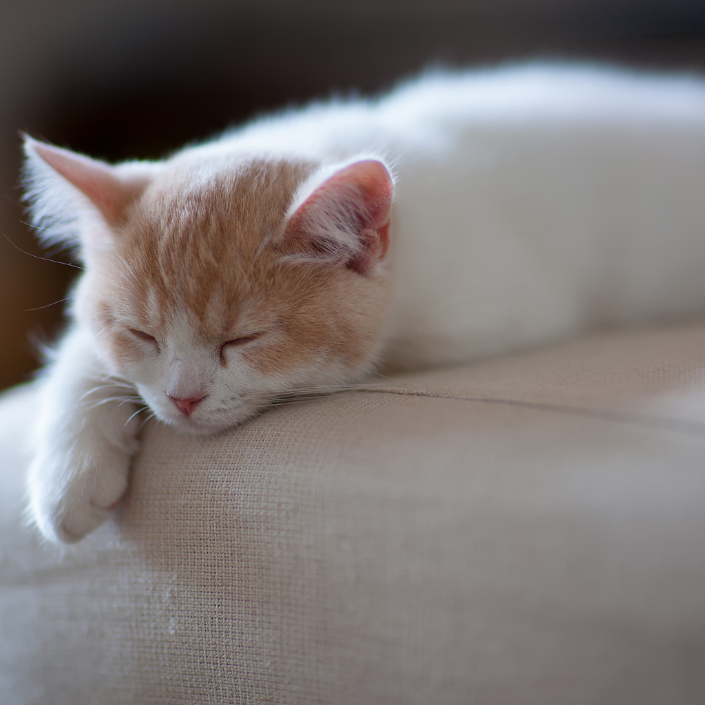 Котенок спит