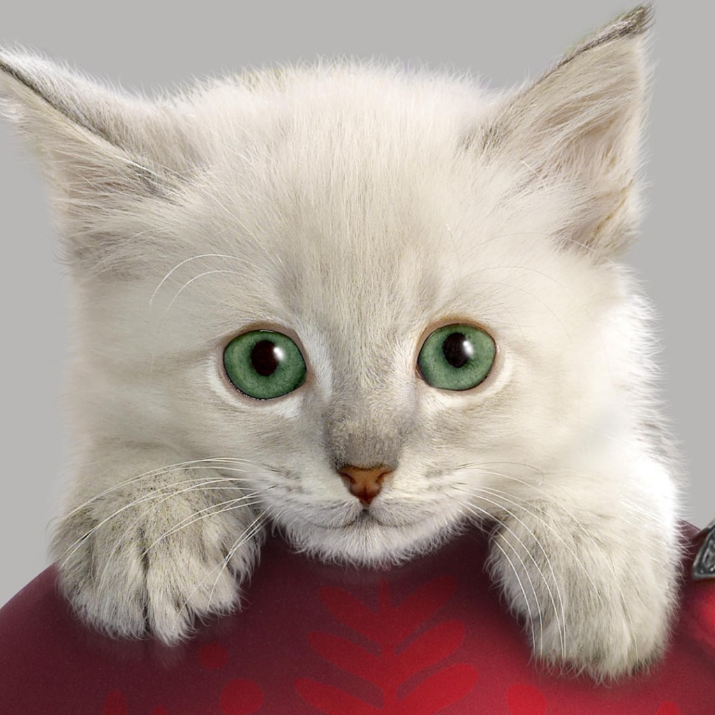 Котенок с Новогодней игрушкой