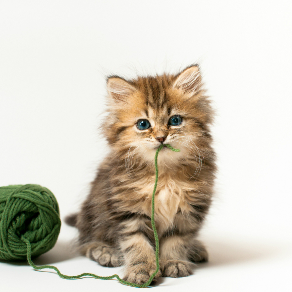 Котенок с клубком ниток