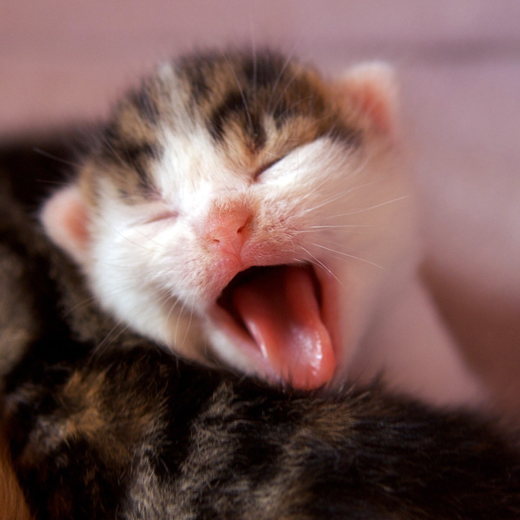 Котенок зевает