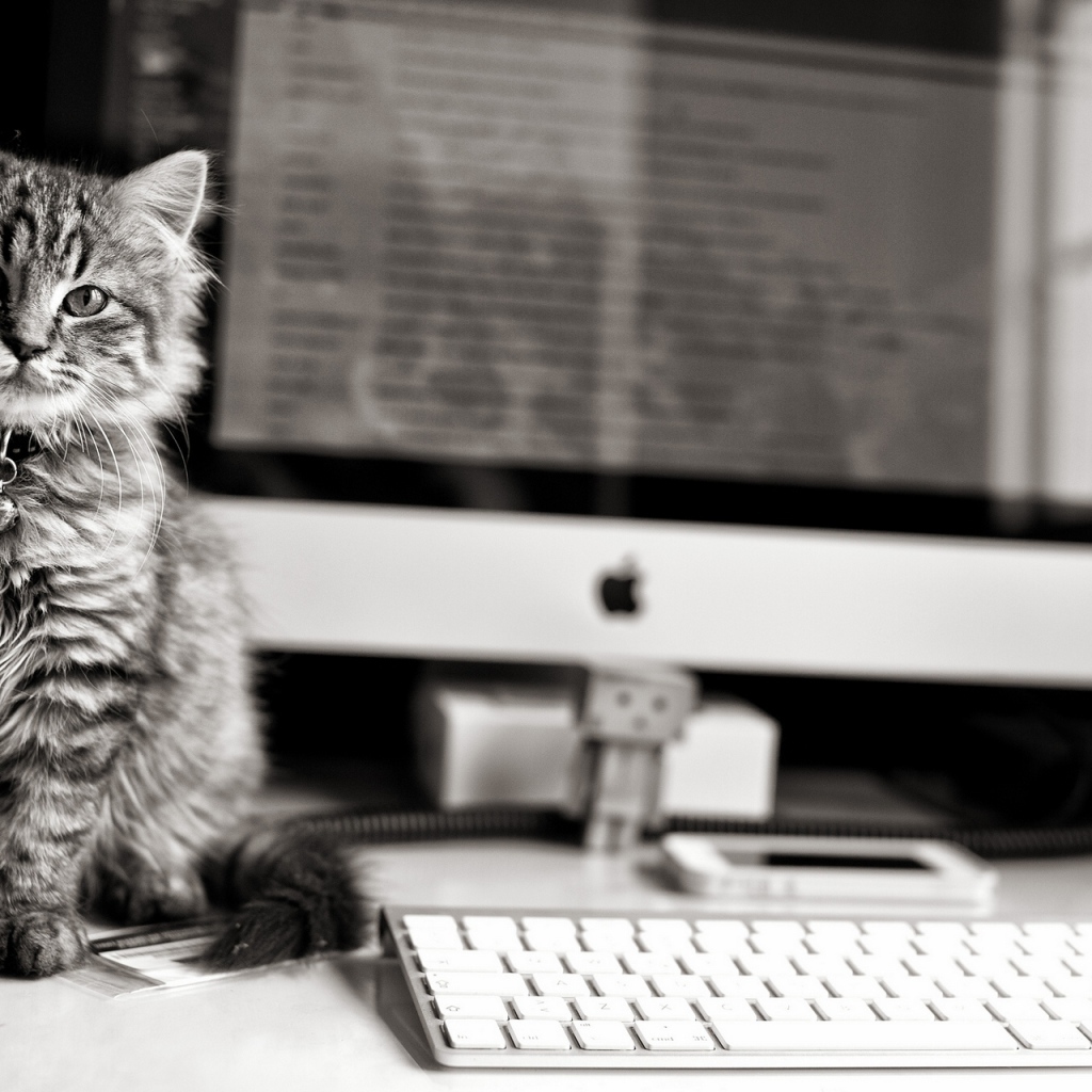 Котенок у компьютера