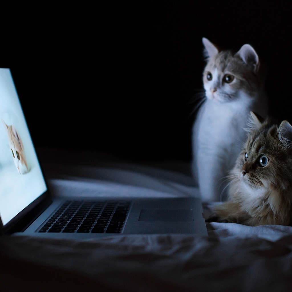 Котята у ноутбука