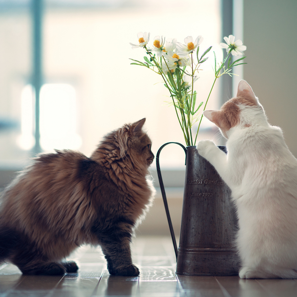 Котята изучают цветок