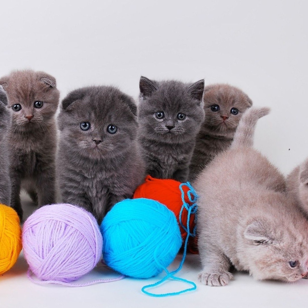 Котята непоседы