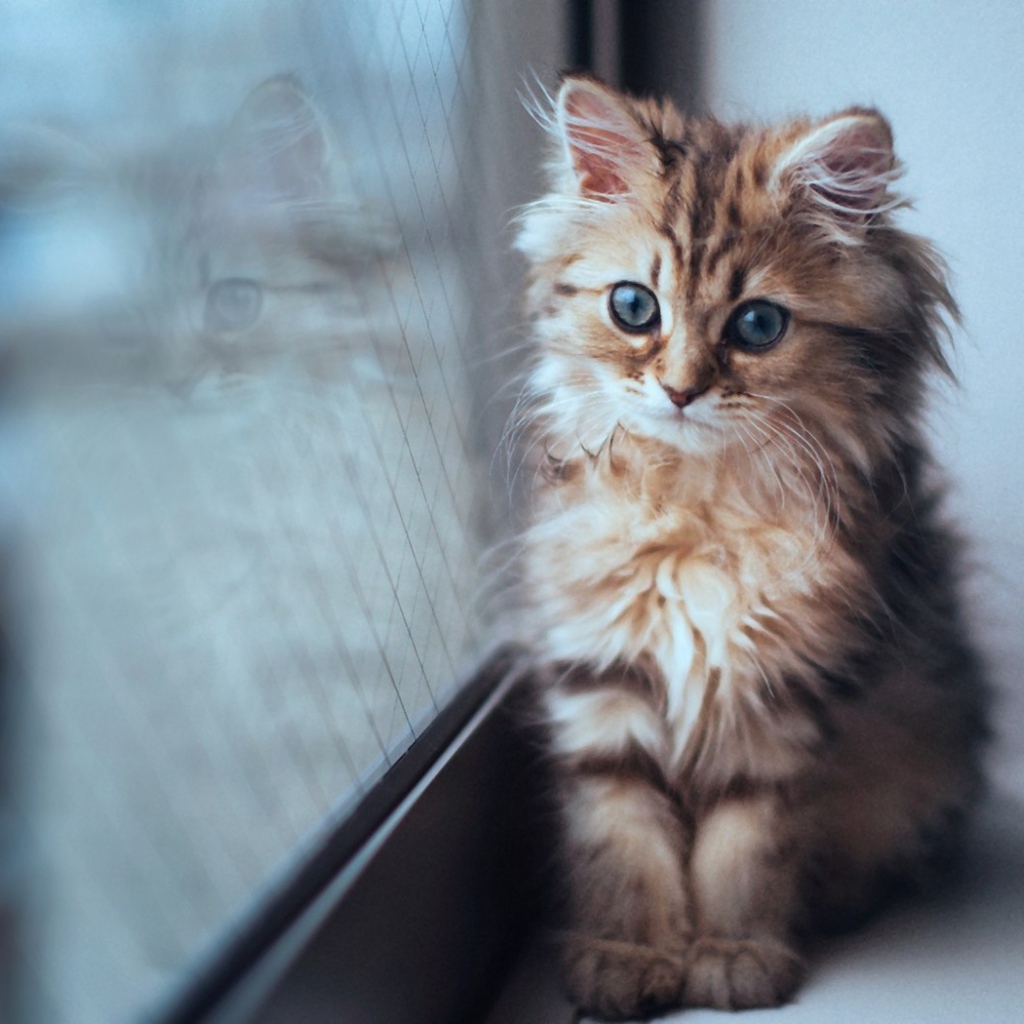 Котенок сидит у окна