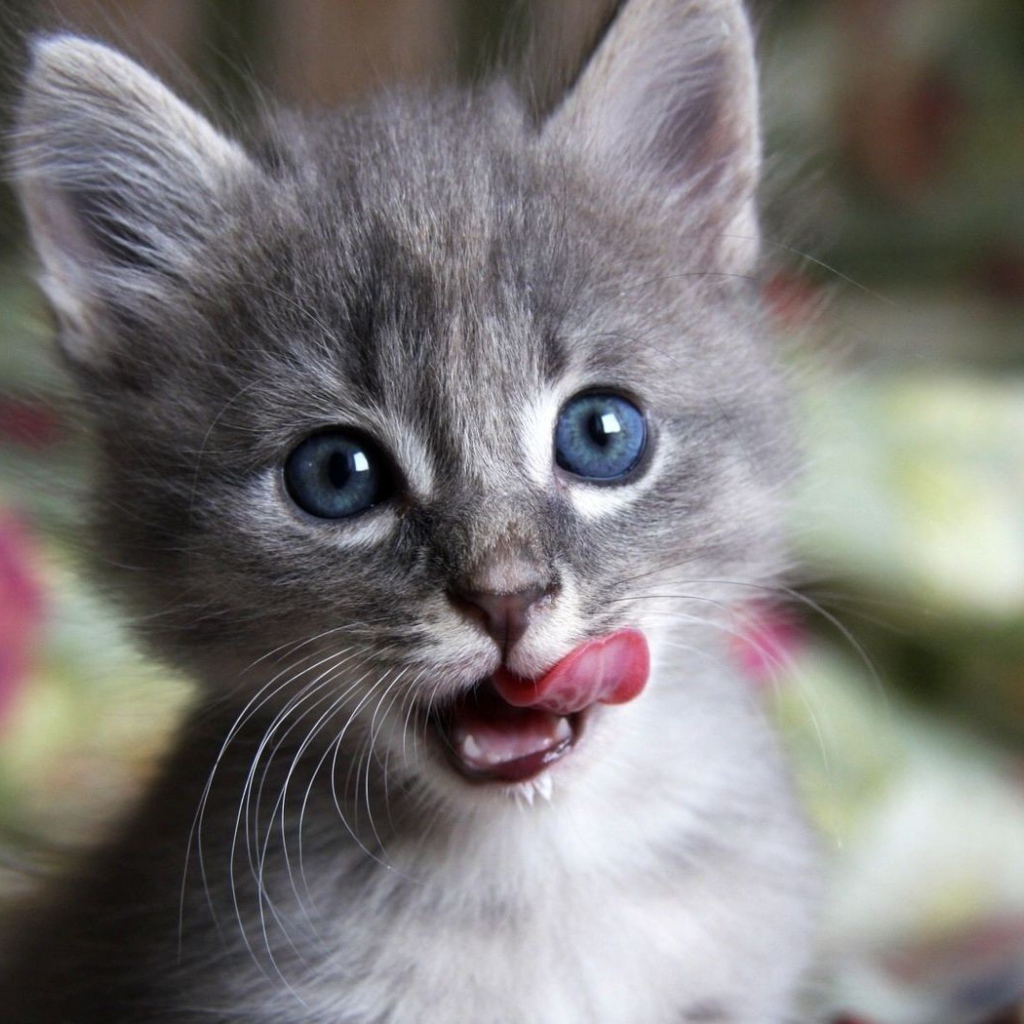Котенок облизывается