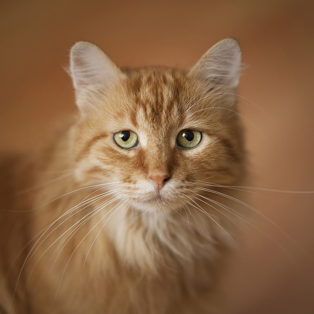 Портрет рыжего кота