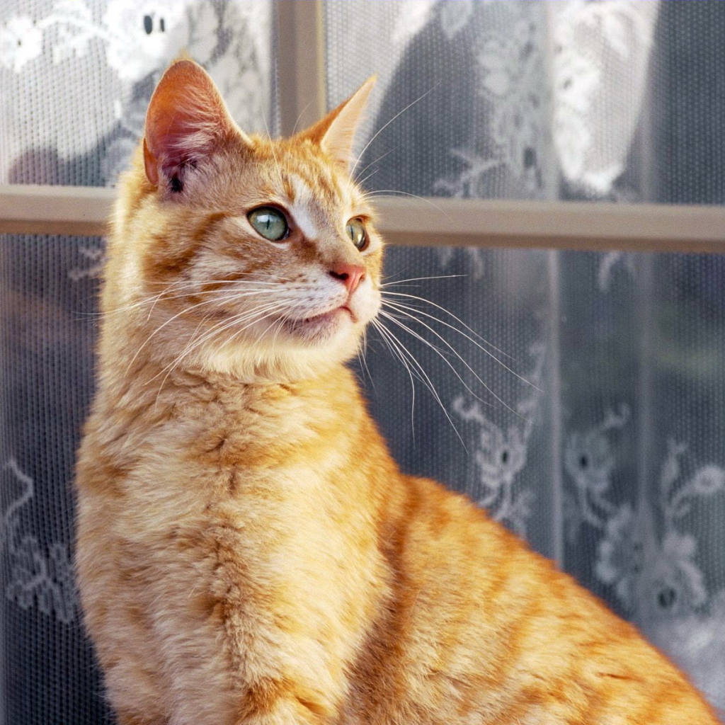Рыжий кот около окна