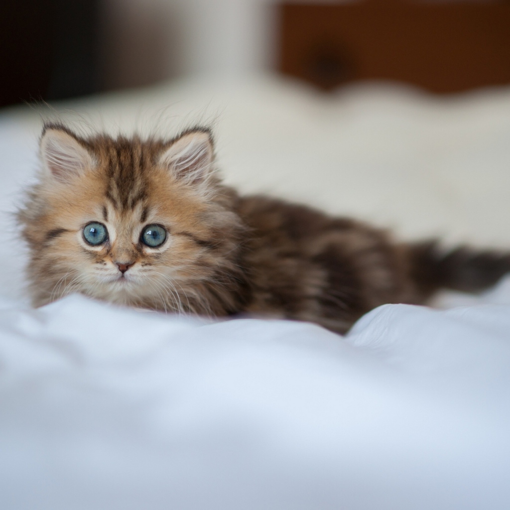 Испуганный взгляд котенка