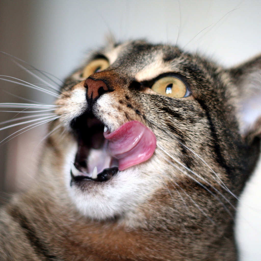 Удивленный кот