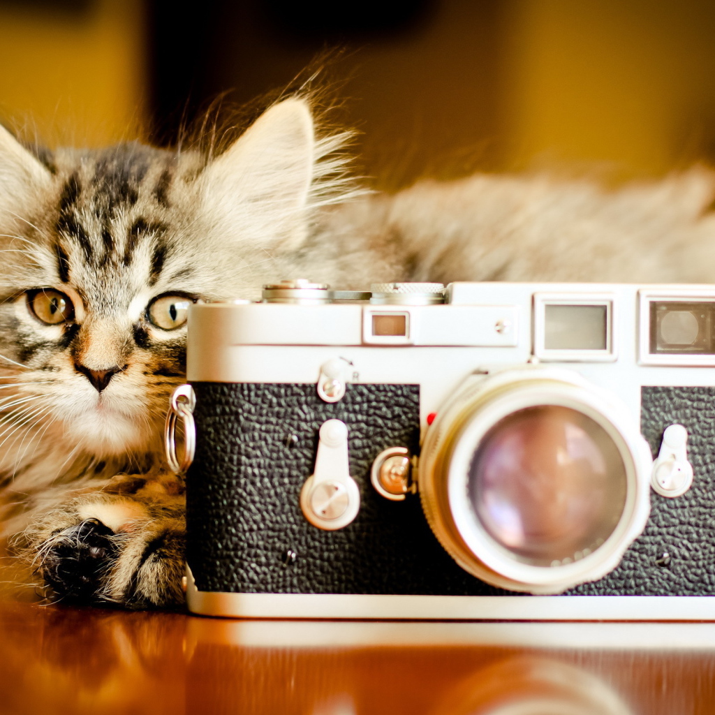 Кот за фотоаппаратом