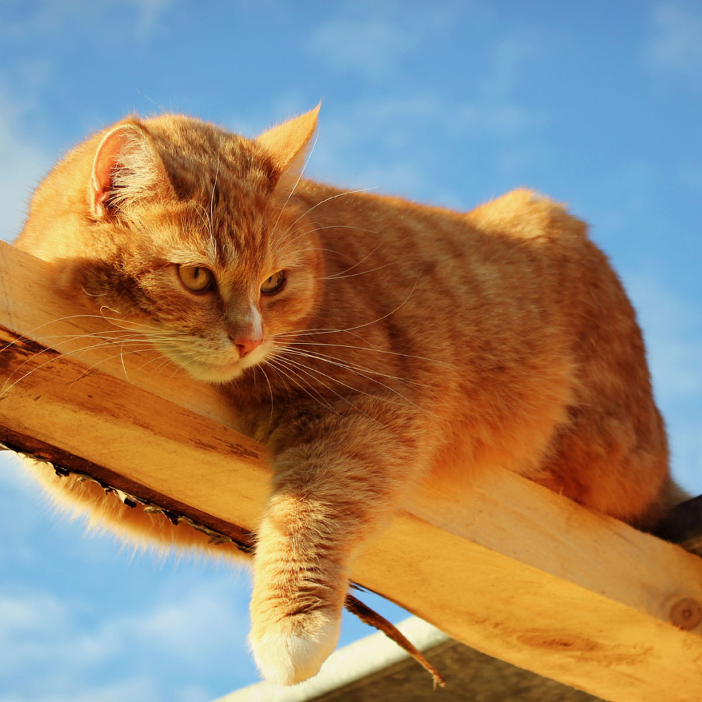 Кот лежит на доске