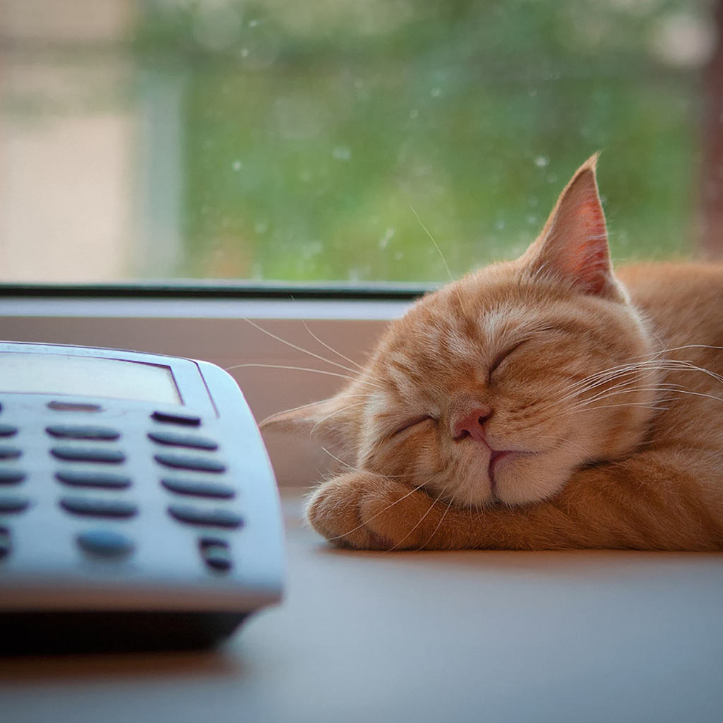Кот спит около телефона