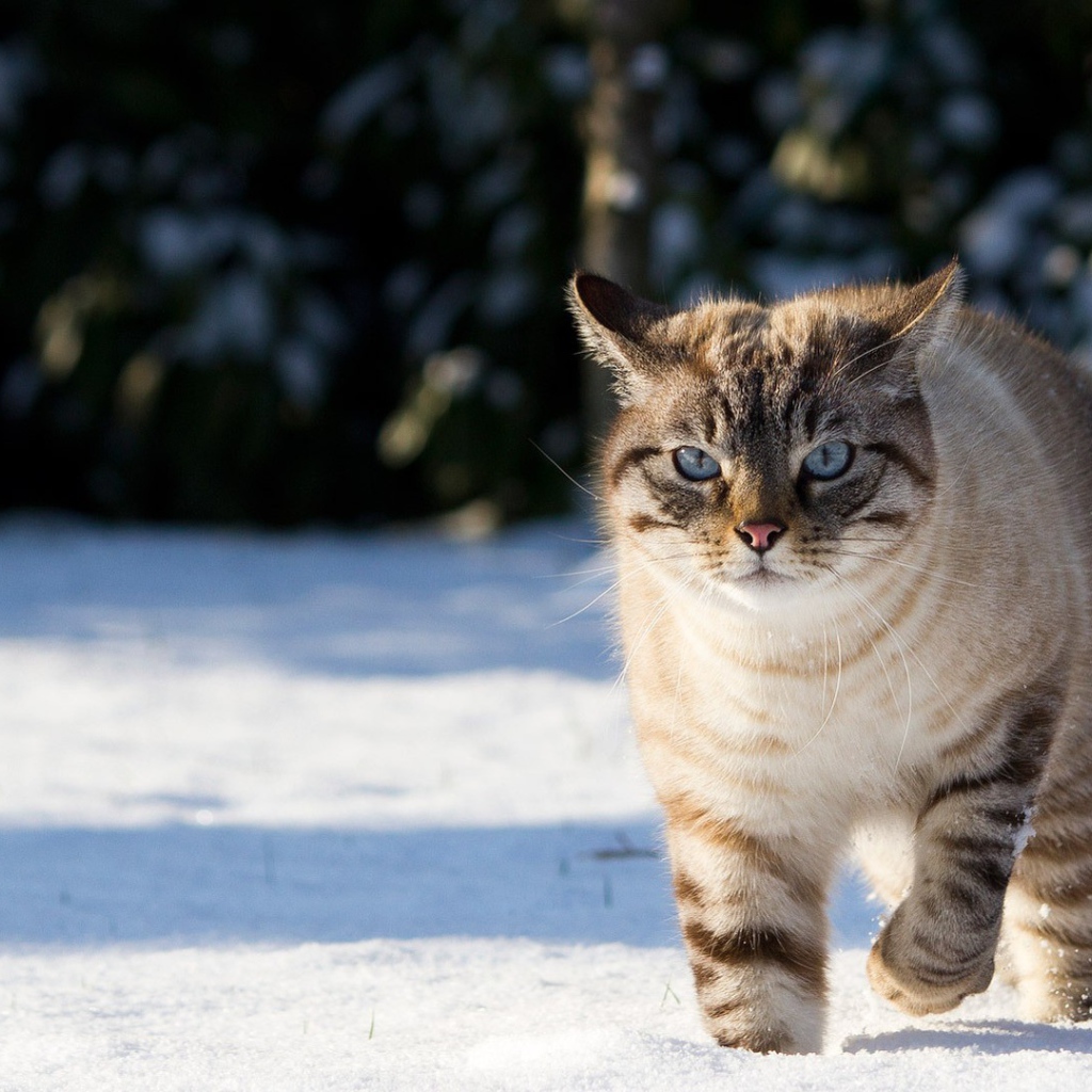 Кот гуляет по снегу
