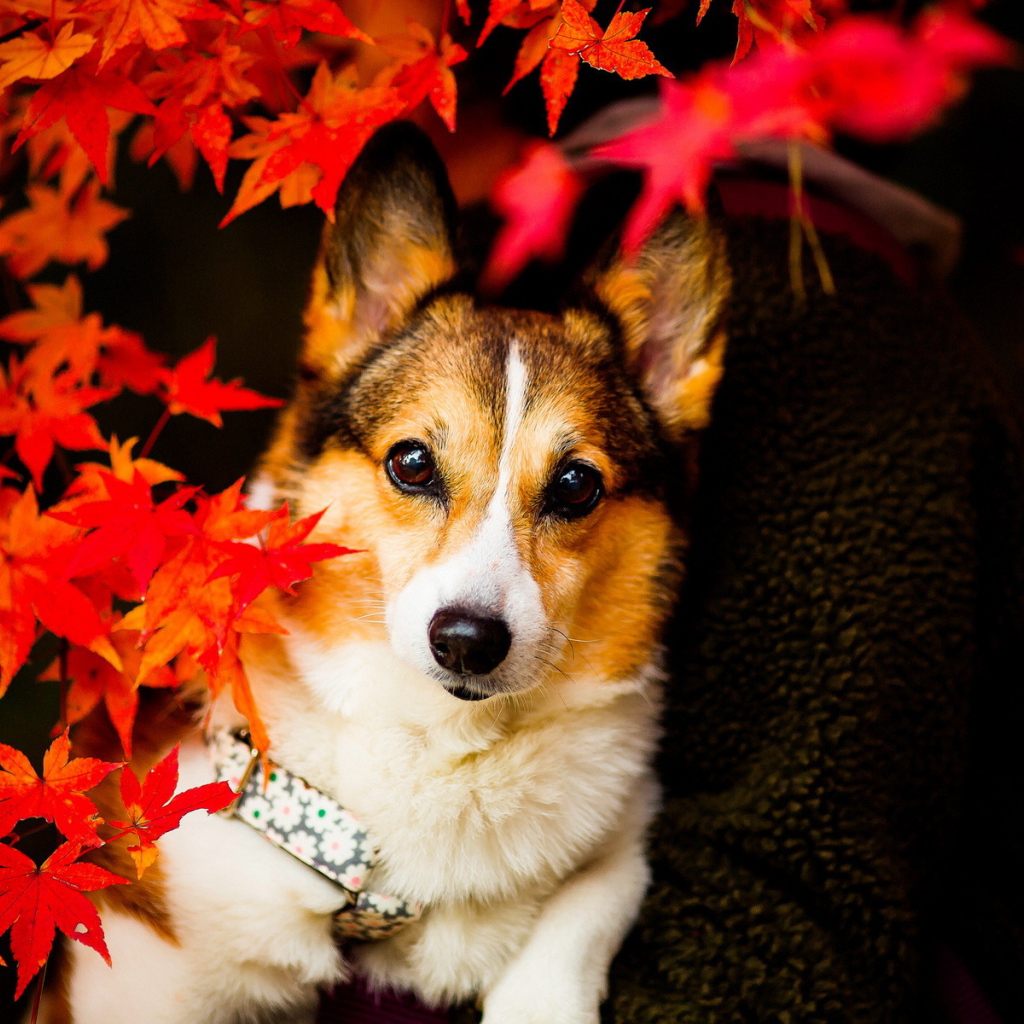 Собака в осенних листьях