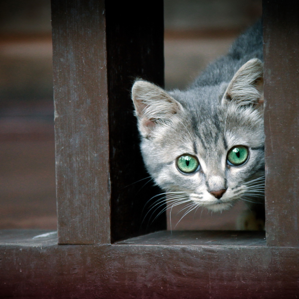 Котенок за забором