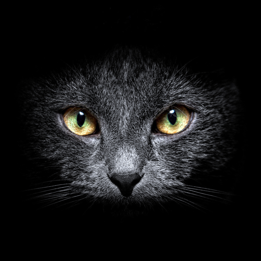 Морда кота на черном фоне