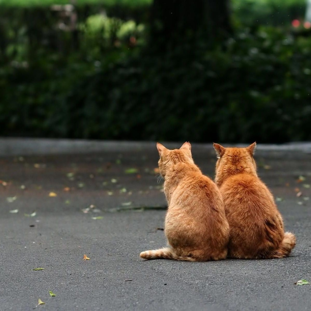 	   Two red cat on the street
