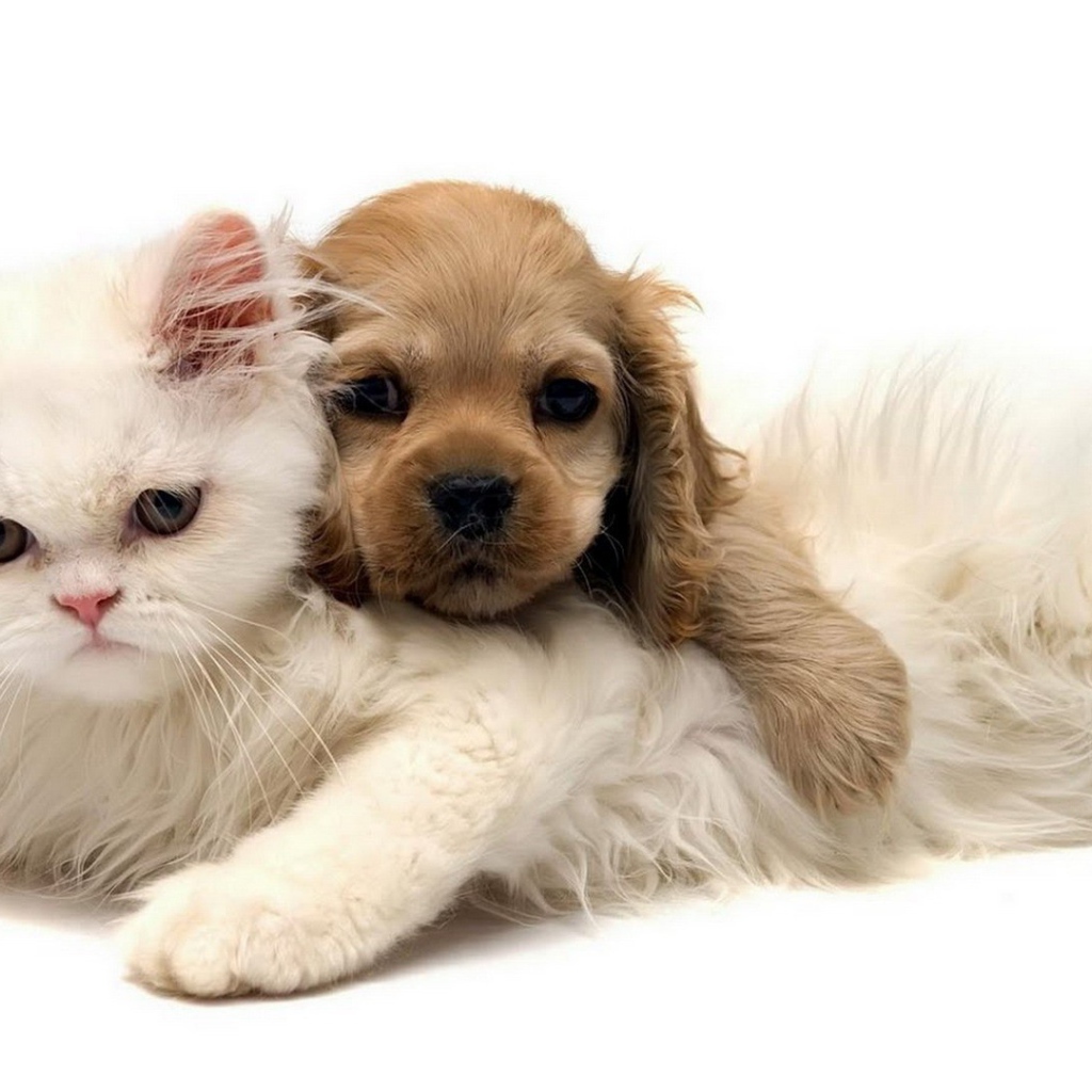 	   White cat and puppy