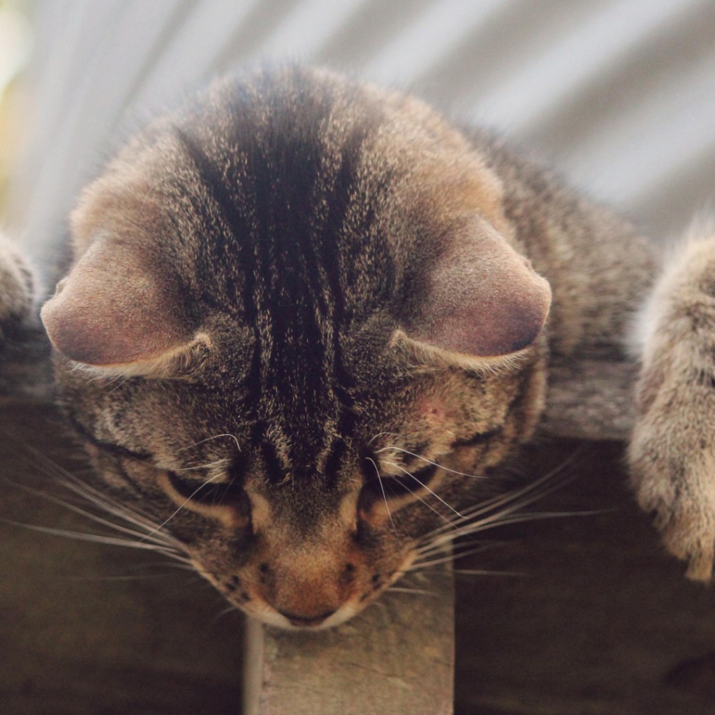 Кот наблюдатель