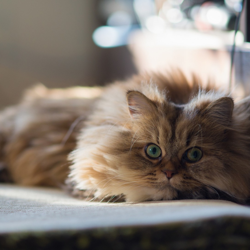 Умный кот на покрывале