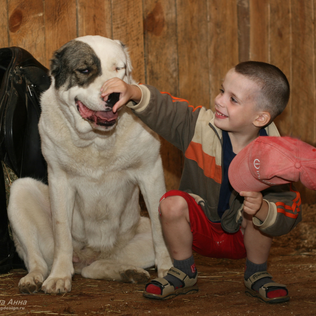Мальчик держит за нос алабая