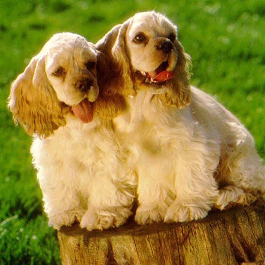 Парочка милых американских кокер спаниелей