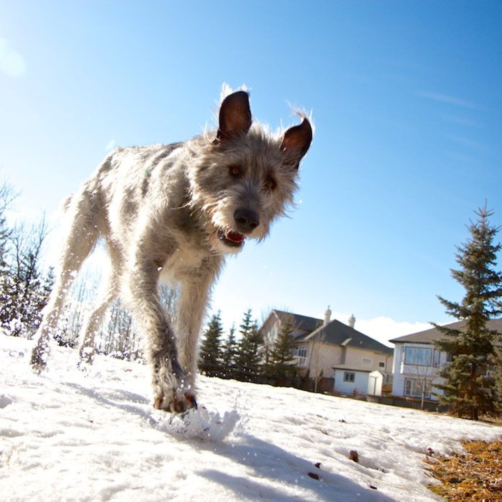 Верный друг ирландский волкодав