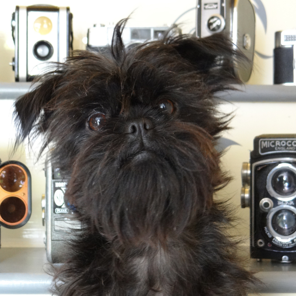 Красивый аффенпинчер