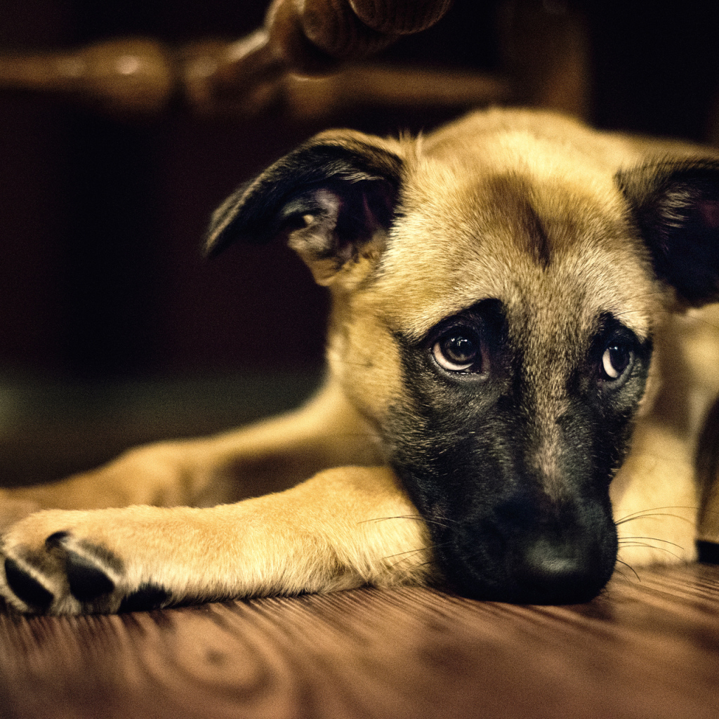 Одинокая собака