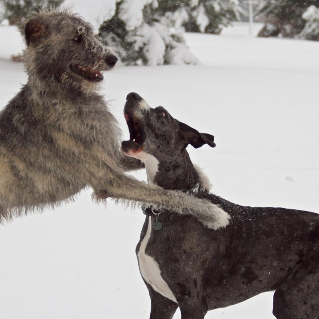 Пара ирландских волкодавов