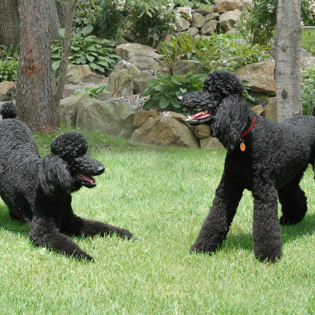 Пара черных пуделей
