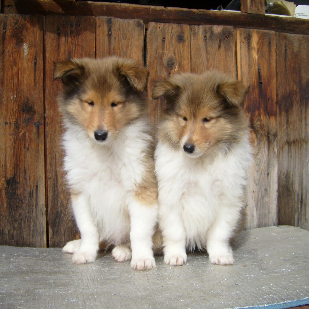 Пара милых щенков колли