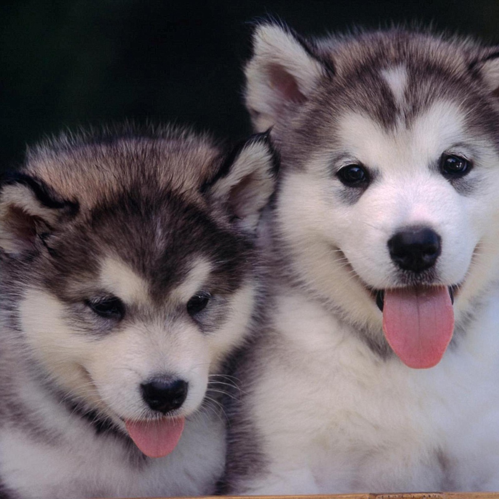 Пара милых щенков лайки