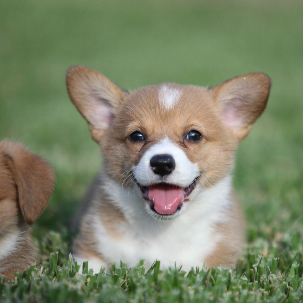 Пара милых щенков вельш-корги
